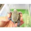 画像5: 美！　カロリナダイヤモンドバックテラピン　約４ｃｍ　１ (5)