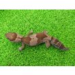 画像4: 美！　ニシアフリカトカゲモドキ（オレオ）　約１４cm♀　１ (4)