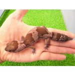 画像: 美！　ニシアフリカトカゲモドキ（オレオ）　約１４cm♀　１