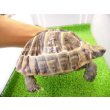 画像2: 美！　ギリシャリクガメ　約１４cm♀　１ (2)