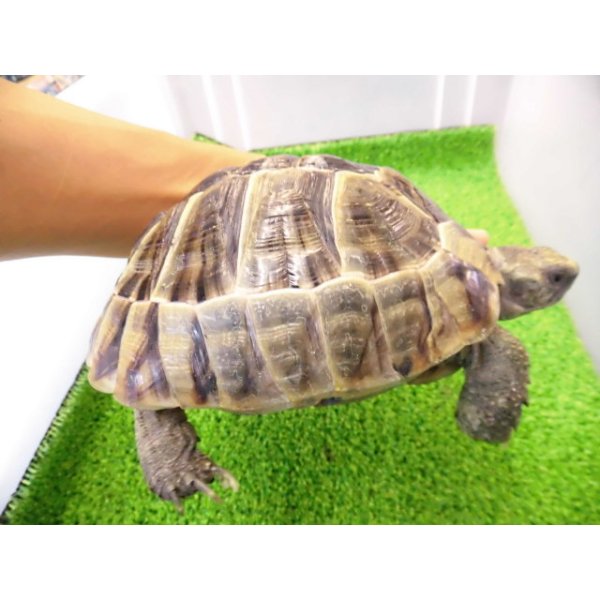 画像2: 美！　ギリシャリクガメ　約１４cm♀　１ (2)