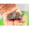画像2: 美！　カロリナダイヤモンドバックテラピン　約４ｃｍ　１ (2)