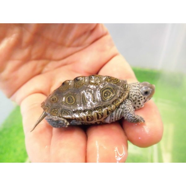画像2: 美！　カロリナダイヤモンドバックテラピン　約４ｃｍ　１ (2)
