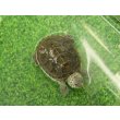 画像6: 美！　カロリナダイヤモンドバックテラピン　約４ｃｍ　１ (6)