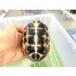 画像6: 美！　クサガメ（ヘテロパステルアルビノ）　約１１cm♀　１ (6)