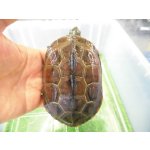 画像: 美！　クサガメ（ヘテロパステルアルビノ）　約１１cm♀　１