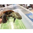 画像5: 美！　クサガメ（ヘテロパステルアルビノ）　約１１cm♀　１ (5)