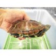 画像2: 美！　クサガメ（ヘテロパステルアルビノ）　約１１cm♀　１ (2)