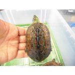 画像: 美！　クサガメ（ヘテロパステルアルビノ）　約８.５cm♂　２