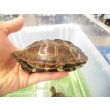 画像3: 美！　クサガメ（ヘテロパステルアルビノ）　約１１cm♀　１ (3)
