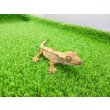 画像5: 美！　クレステッドゲッコー（ピンストライプ）　約１０cm １ (5)