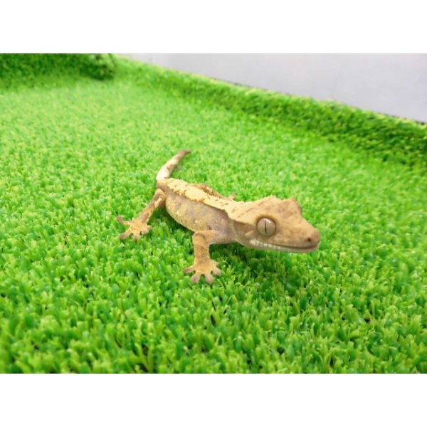 画像5: 美！　クレステッドゲッコー（ピンストライプ）　約１０cm １ (5)