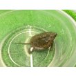 画像5: 美！　ウンキュウ　約４.５cm　１ (5)