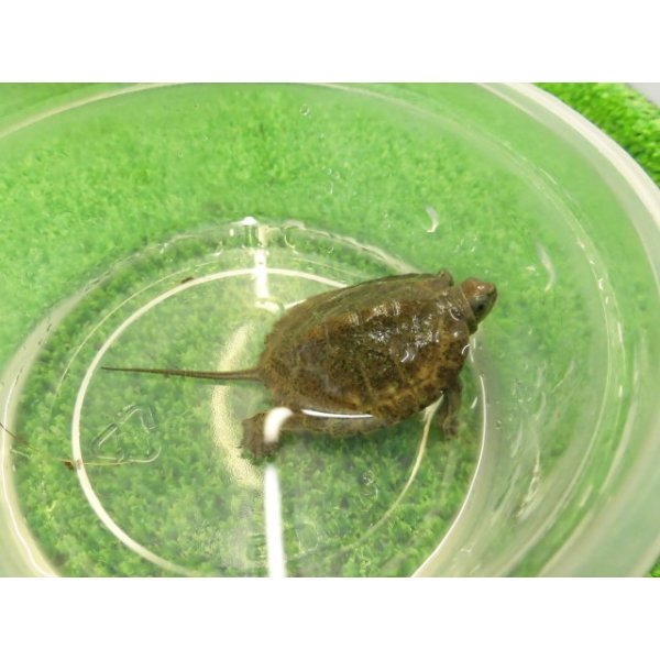 画像5: 美！　ウンキュウ　約４.５cm　１ (5)