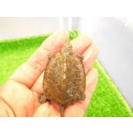 画像: 美！　ウンキュウ　約４.５cm　１