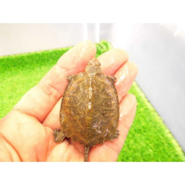 画像1: 美！　ウンキュウ　約４.５cm　１ (1)