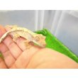 画像3: 美！　クレステッドゲッコー（ピンストライプ）　約１０cm １ (3)