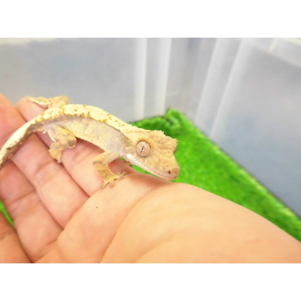 画像3: 美！　クレステッドゲッコー（ピンストライプ）　約１０cm １ (3)
