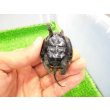画像4: 美！　ウンキュウ　約４.５cm　１ (4)