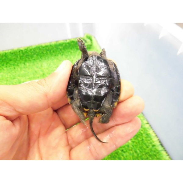 画像4: 美！　ウンキュウ　約４.５cm　１ (4)
