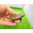 画像2: 美！　ウンキュウ　約４.５cm　１ (2)