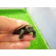 画像3: 美！　ウンキュウ　約４.５cm　１ (3)