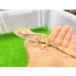 画像1: 美！　クレステッドゲッコー（ピンストライプ）　約１０cm １ (1)