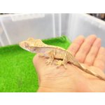 画像: 美！　クレステッドゲッコー（ピンストライプ）　約１０cm １