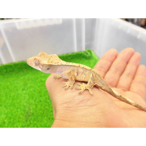 画像1: 美！　クレステッドゲッコー（ピンストライプ）　約１０cm １ (1)
