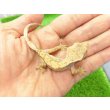 画像2: 美！　クレステッドゲッコー（ピンストライプ）　約１０cm １ (2)
