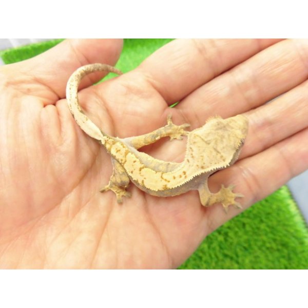 画像2: 美！　クレステッドゲッコー（ピンストライプ）　約１０cm １ (2)