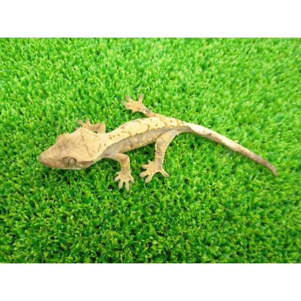 画像4: 美！　クレステッドゲッコー（ピンストライプ）　約１０cm １ (4)