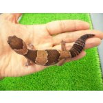 画像: 美！　ニシアフリカトカゲモドキ（ワイルド完尾）　約１３cm♀　２