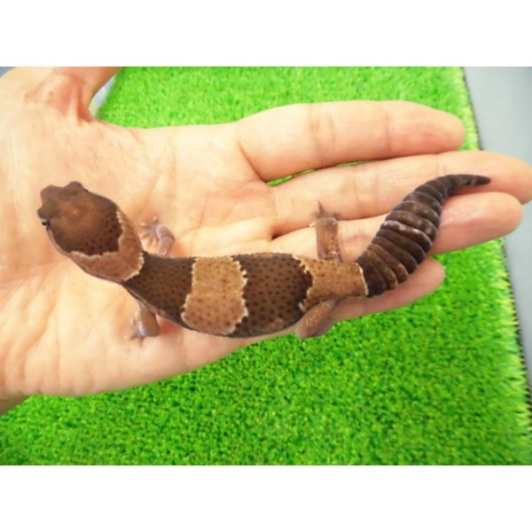 画像1: 美！　ニシアフリカトカゲモドキ（ワイルド完尾）　約１３cm♀　２ (1)