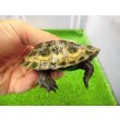 画像2: 美！　ニホンイシガメ　約６cm♂（尾切れ）　１ (2)
