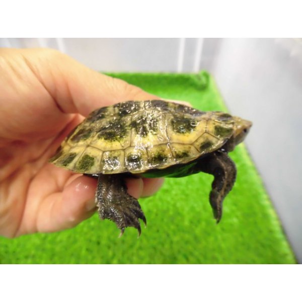 画像2: 美！　ニホンイシガメ　約６cm♂（尾切れ）　１ (2)