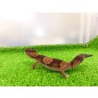 画像5: 美！　ニシアフリカトカゲモドキ（ワイルド完尾）　約１３cm♀　２ (5)