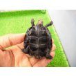画像4: 美！　ニホンイシガメ　約６cm♂（尾切れ）　１ (4)