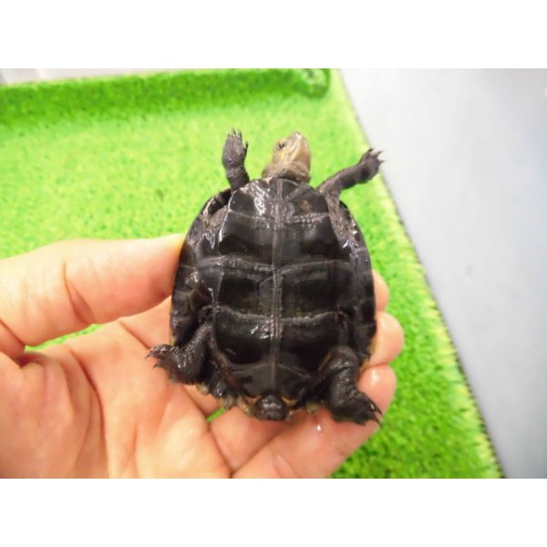 画像4: 美！　ニホンイシガメ　約６cm♂（尾切れ）　１ (4)