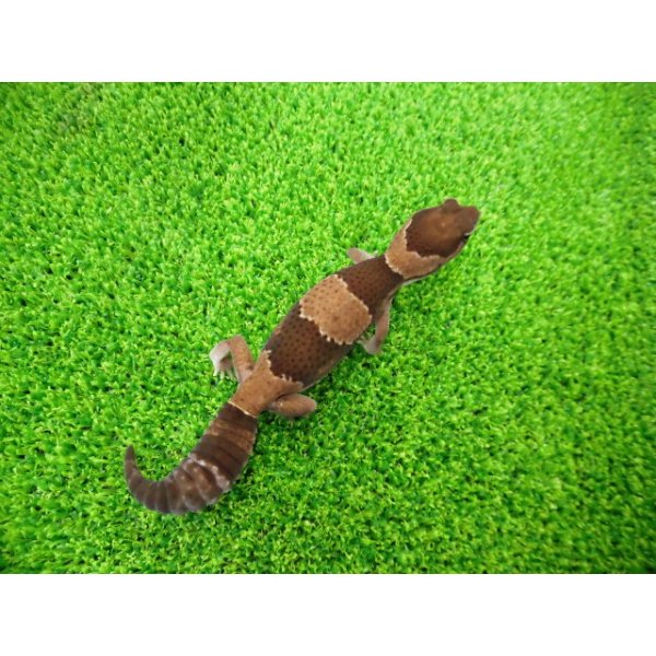 画像4: 美！　ニシアフリカトカゲモドキ（ワイルド完尾）　約１３cm♀　２ (4)
