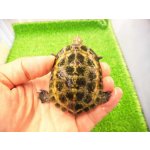 画像: 美！　ニホンイシガメ　約６cm♂（尾切れ）　１