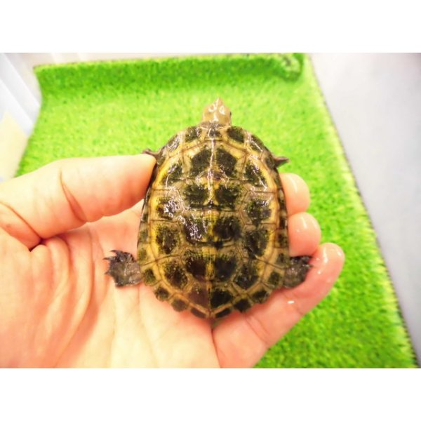 画像1: 美！　ニホンイシガメ　約６cm♂（尾切れ）　１ (1)