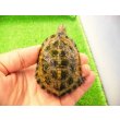 画像1: 美！　ニホンイシガメ　約６.５cm♂（尾切れ）　２ (1)