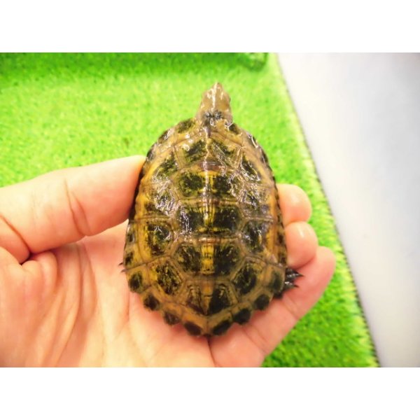画像1: 美！　ニホンイシガメ　約６.５cm♂（尾切れ）　２ (1)