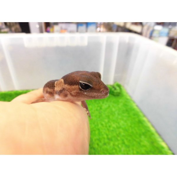 画像3: 美！　ニシアフリカトカゲモドキ（ワイルド完尾）　約１３cm♀　２ (3)