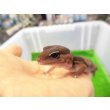 画像2: 美！　ニシアフリカトカゲモドキ（ワイルド完尾）　約１３cm♀　２ (2)