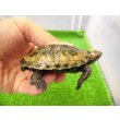 画像2: 美！　ニホンイシガメ　約６.５cm♂（尾切れ）　２ (2)