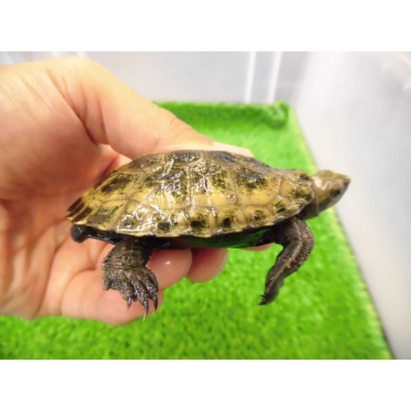 画像2: 美！　ニホンイシガメ　約６.５cm♂（尾切れ）　２ (2)