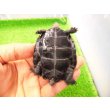 画像4: 美！　ニホンイシガメ　約６.５cm♂（尾切れ）　２ (4)
