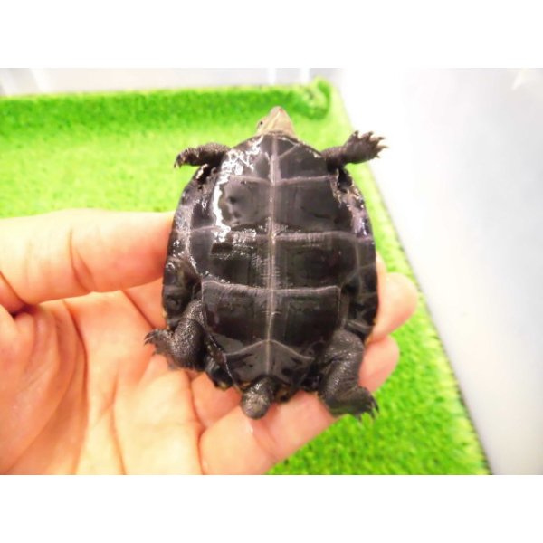 画像4: 美！　ニホンイシガメ　約６.５cm♂（尾切れ）　２ (4)